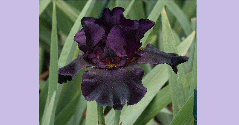 4. Old Black Magic Bearded Iris